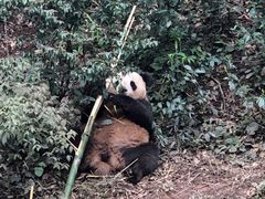 -中国大熊猫保护研究中心雅安碧峰峡基地