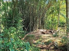 -南宁良凤江国家森林公园