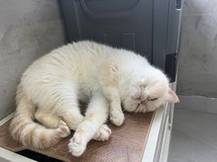 -楼上猫咖(罗湖店)