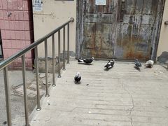 -域乐楼清真饭庄(华北路店)