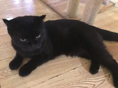 -喵园·猫主题咖啡厅·撸猫·猫咖(国贸店)