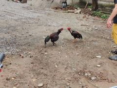 -西双版纳傣族园