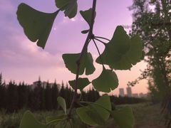 -汉长安城未央宫国家考古遗址公园