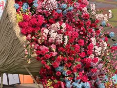 -荷兰花海