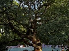 -九龙公园