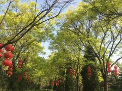 -大槐树寻根祭祖园