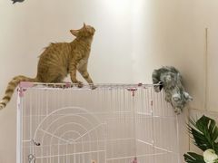 -藏猫猫咖啡主题馆(中央大道店)