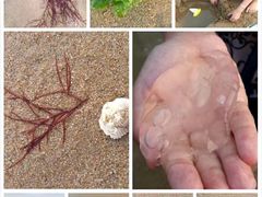 -北戴河东海水浴场