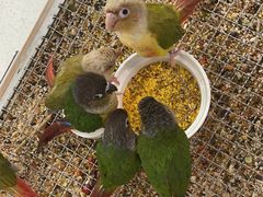 -帕帕拉兹宠物(亚洲旗舰店)