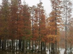 -白鹭湾湿地公园