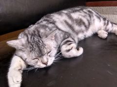-猫友咖啡店(玉林西路店)