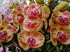 -三圣花乡旅游区