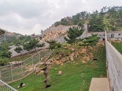 -西霞口神雕山野生动物世界