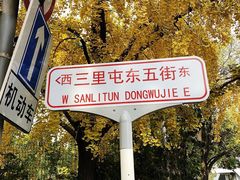-三里屯东五街银杏大道