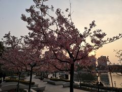 -新江湾城公园