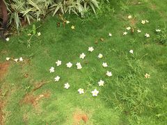 -南宁花花大世界景区
