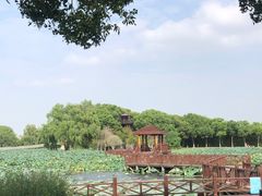 -荷塘月色湿地公园·向阳花洲