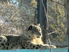-青藏高原野生动物园