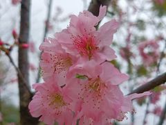 -王借岗森林公园