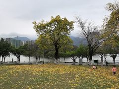 -飞来湖湿地公园