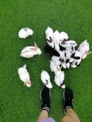 -萌宠亲子动物乐园(槐房万达店)