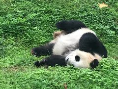 -都江堰中华大熊猫苑