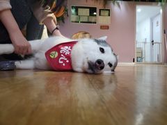 -Husky Go! 哈士奇体验馆·宠物咖啡厅狗咖