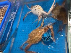 -加餐海鲜自助(宝龙一城店)