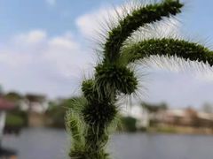 -大塘金香草谷