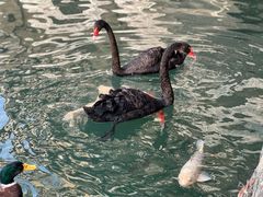 -茵特拉根酒店·西餐厅