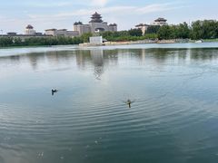 -莲花池公园