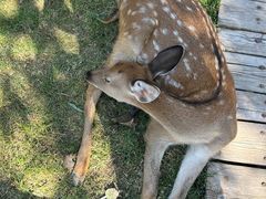 -北京鹿世界主题园