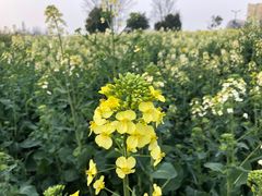 -中国天府农业博览园