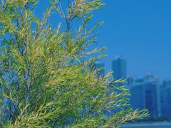 -城市阳台
