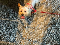 -J Create城市露营咖啡·简餐·宠物(上海动物园店)