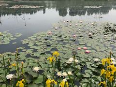 -微山湖红荷湿地景区