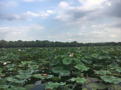 -荷塘月色湿地公园·向阳花洲
