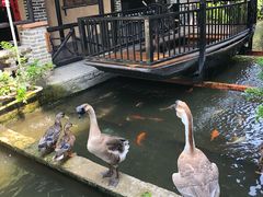 -优之名鹅城