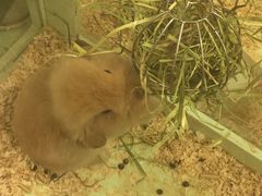 -龙猫仔乐园(惠福东路店)