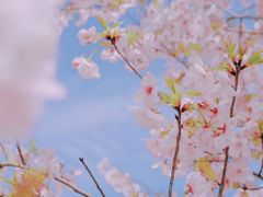 -花博汇(知音花月夜)