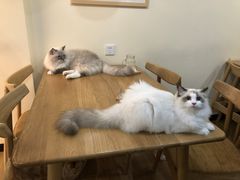 -滚猫咖啡·猫咖·猫友好撸猫(未来城店)