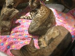 -more than meow吴止猫主题餐厅(承德 中船汇店)