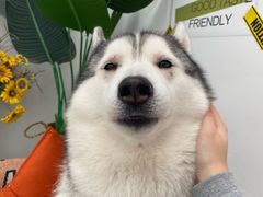 -星多哈·狗咖·拼豆·咖啡