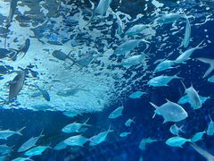 -上海海洋水族馆