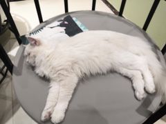 -藏猫猫咖啡主题馆(中央大道店)