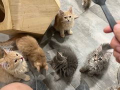 -楼上猫咖(罗湖店)