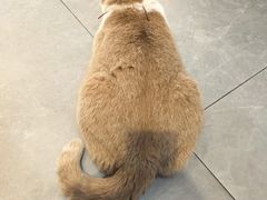 -伟伟宠物医院·CT影像中心·瑞派犬猫综合性门诊(汉口总院)