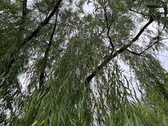 -元大都城垣遗址公园