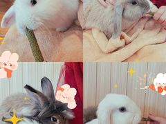 -猫猫幼稚园·撸猫·桌游·电玩