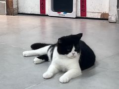 -Heymao猫咖.咖啡厅(东门店)